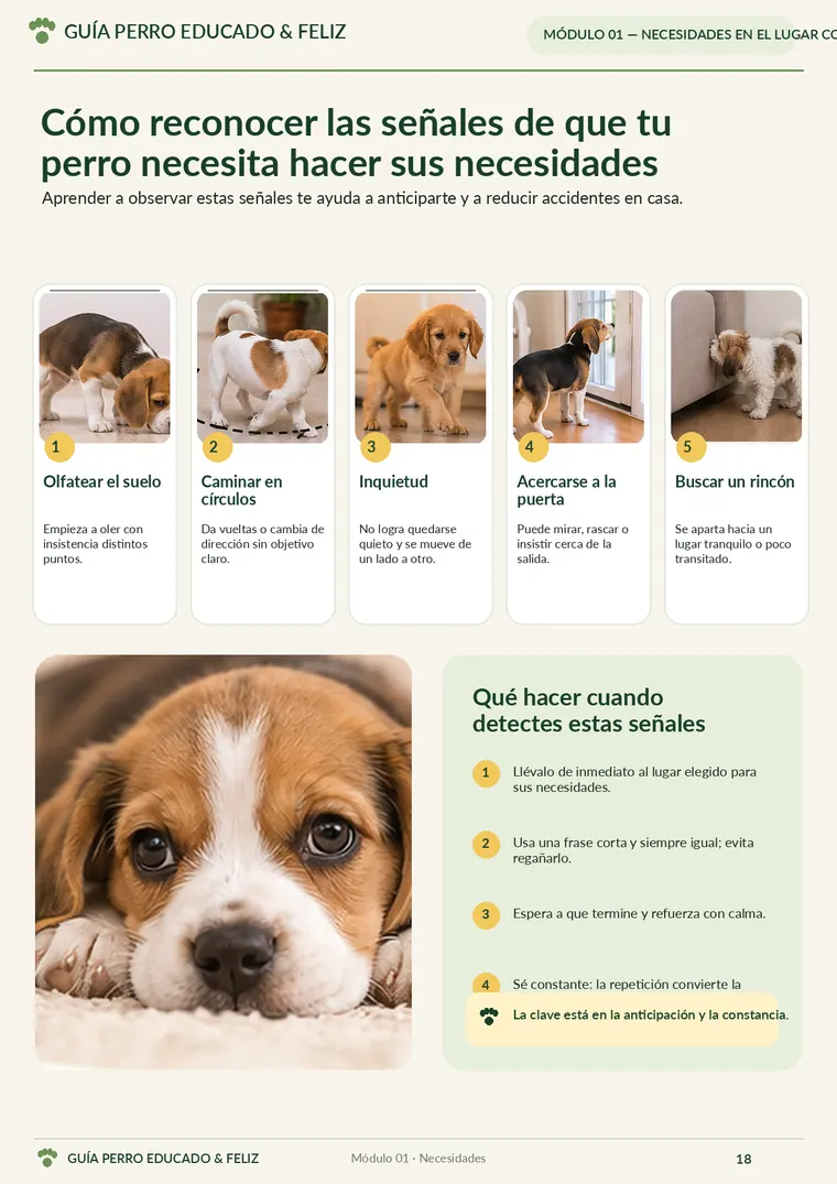 Cómo reconocer las señales de que tu perro necesita hacer sus necesidades